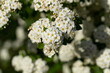© Piotr - Spiraea  vanhouttei–Van Houtte's spiraea. The ornamental shrub blooms with white flowers.