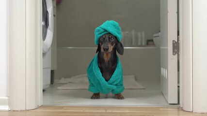 Wall Mural - Funny small dachshund dog in green bathrobe and head wrapped with towel goes out of bathroom past washing machine AT home