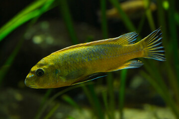 Wall Mural - The scrapermouth mbuna (Labeotropheus trewavasae).