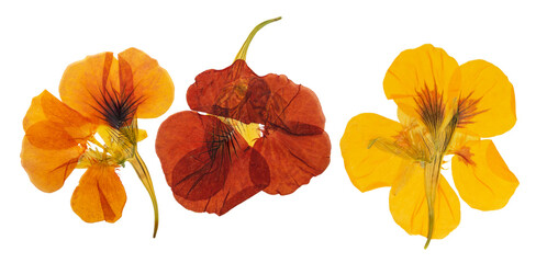 Wall Mural - Pressed and dried delicate orange, yellow flowers nasturtium (tropaeolum). Isolated on white background. For use in scrapbooking, floristry or herbarium.