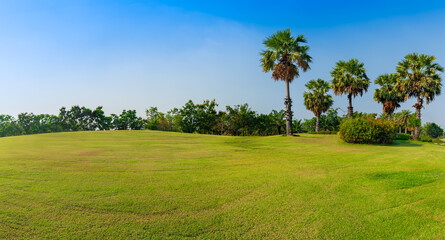 Wall Mural - panorama green grass on golf field with palm tree