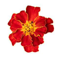 Wall Mural - Isolated marigold flower on white background