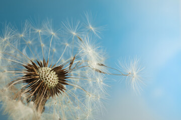  Beautiful dandelion flower on light blue background, closeup. Space for text