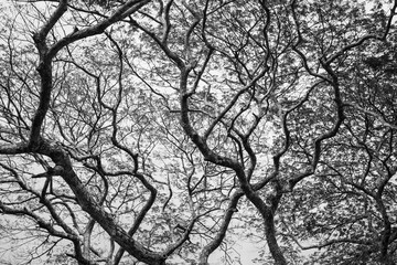  Monochrome branches