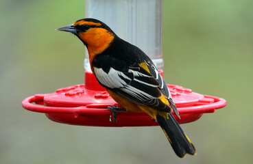 Wall Mural - close up of male bullock's oriole perched on a hummingbird feeder in summer in broomfield, colorado