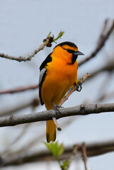 Wall Mural - colorful male bullock's oriole perched on the branch of  an ash tree in early summer in broomfield, colorado
