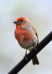 Wall Mural - closeup of cute male  american rosefinch perched  on a rod in early summer in Broomfield, colorado
