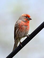 Wall Mural - closeup of cute male  american rosefinch perched  on a rod in early summer in Broomfield, colorado