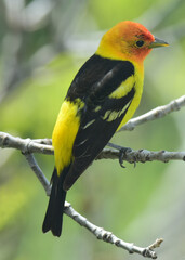Wall Mural - closeup of colorful male western tanager perched  in an ash tree in Broomfield, colorado