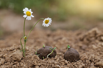 Guerrilla gardening. Chamomile wild flowers Plants sprouting from a seed ball. Seed bombs on dry soil. Impact on Local Environment