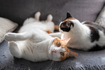 two white cats sleep together on a gray sofa