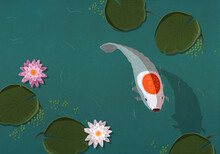 Koi Fish Swimming In Pond With Lily Pads
