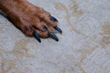 A Brown Dog's Paw With Long Claws In Close-up. The Pet Is Standi