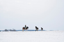 Girl Riding Horse In Snowy Rural Field With Donkeys
