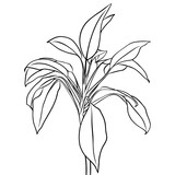 Fototapeta Sypialnia - A set of contours of aspidistra leaves. Vector isolated clipart. Minimal monochrome hand-drawn botanical design.