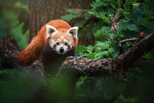 Red Panda In The Forest