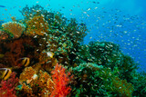 Fototapeta Do akwarium - Coral reef and fishes