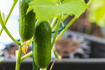 Close up view of  cucumbers. Healthy eating concept. Beautiful green nature backgrounds.