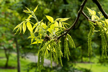 Fresh growth and flowers  of the tree Carya illinoinensis 