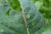 Close Up Of Cabbage White Caterpillar Eating Holes In Cabbage Leaf.