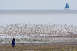 © AGAMI - Vogelfotograaf, Bird Photographer
