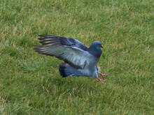 A Pigeon Landing On The Grass