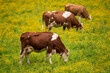 Rotbunte Kühe auf einer Wiese mit gelben Blumen - Viehhaltung, Rotbraunes Fleckvieh