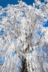 snow covered deciduous birch trees