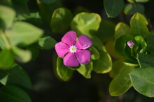 A Pink Periwinkle Basking In The Sunlight