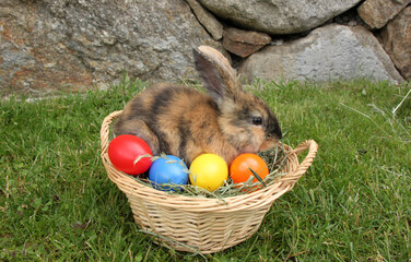 Wall Mural - brown easter bunny sitting in a basket full of colorful easter eggs