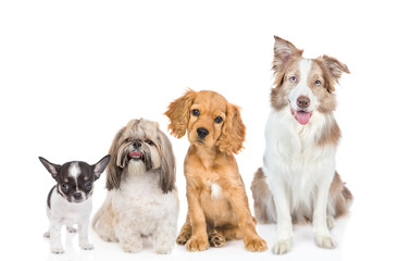 Aufkleber - Group of puppies of different breeds sitting in front view together. Isolated on white background