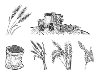 Wheat harvest set line art sketch engraving vector illustration. T-shirt apparel print design. Scratch board imitation. Black and white hand drawn image.