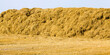 large cylindrical stacks of wheat straw