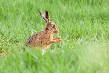 Wall Mural - Wild hare close up washing paws