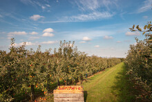 Crates In Orchard Full Of Apple Trees With Ripe Apples Ready For Harvest Against Blue Sky