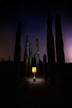Low Angle View Of Old Lamp Surrounded By Sahuaros At Night