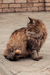 big furry cat outdoors sitting