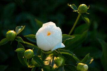 Wall Mural - Luxurious white peony bush after rain in sunlight