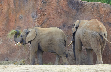 Young playful elephants while feeding