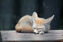 Portrait Of Cute Fennec Fox Sleeping