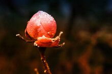 Close-up Of Orange Rose Flower Bud