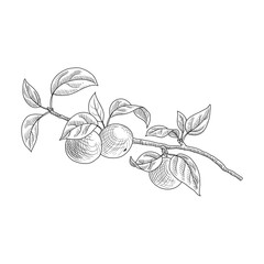 vector drawing branch of apple tree with leaves and fruits, hand drawn vintage illustration