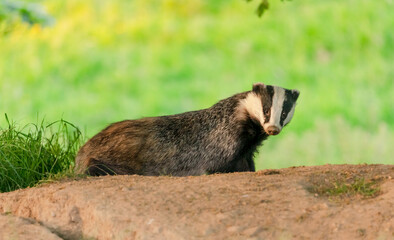 Poster - Badger, Scientific name: Meles Meles.  Large adult male badger or boar, leaving the badger sett in Mid-summer.  Facing forward.  Clean background.  Space for copy.