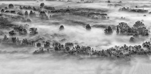 Poster - A mysterious forest wrapped by fog, black and white landscape