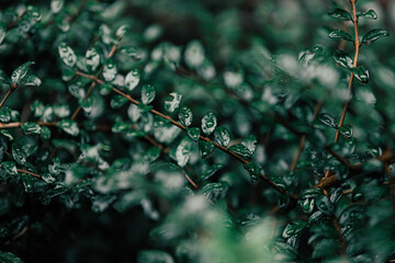 Wall Mural - Selective focus of water drop on small tiny green leaves in dark tone, Raindrop on green leaves of Cotoneaster microphyllus, Beautiful leaf pattern texture, Nature background.