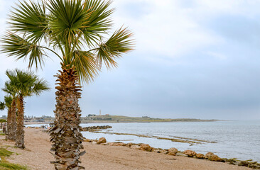 palm trees on the beach