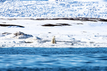 Wall Mural - adult female polar bear sits at the edge of the fast ice, svalbard