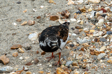 pretty turnstone with a mottled appearance blending in on the beach