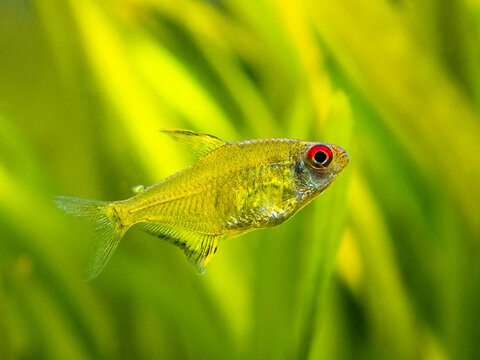 macro close up of a lemon tetra (Hyphessobrycon pulchripinnis ) in a fish tank with blurred background