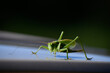 Green grasshopper close up.
Grasshopper tetigonia green. Back dark background. 